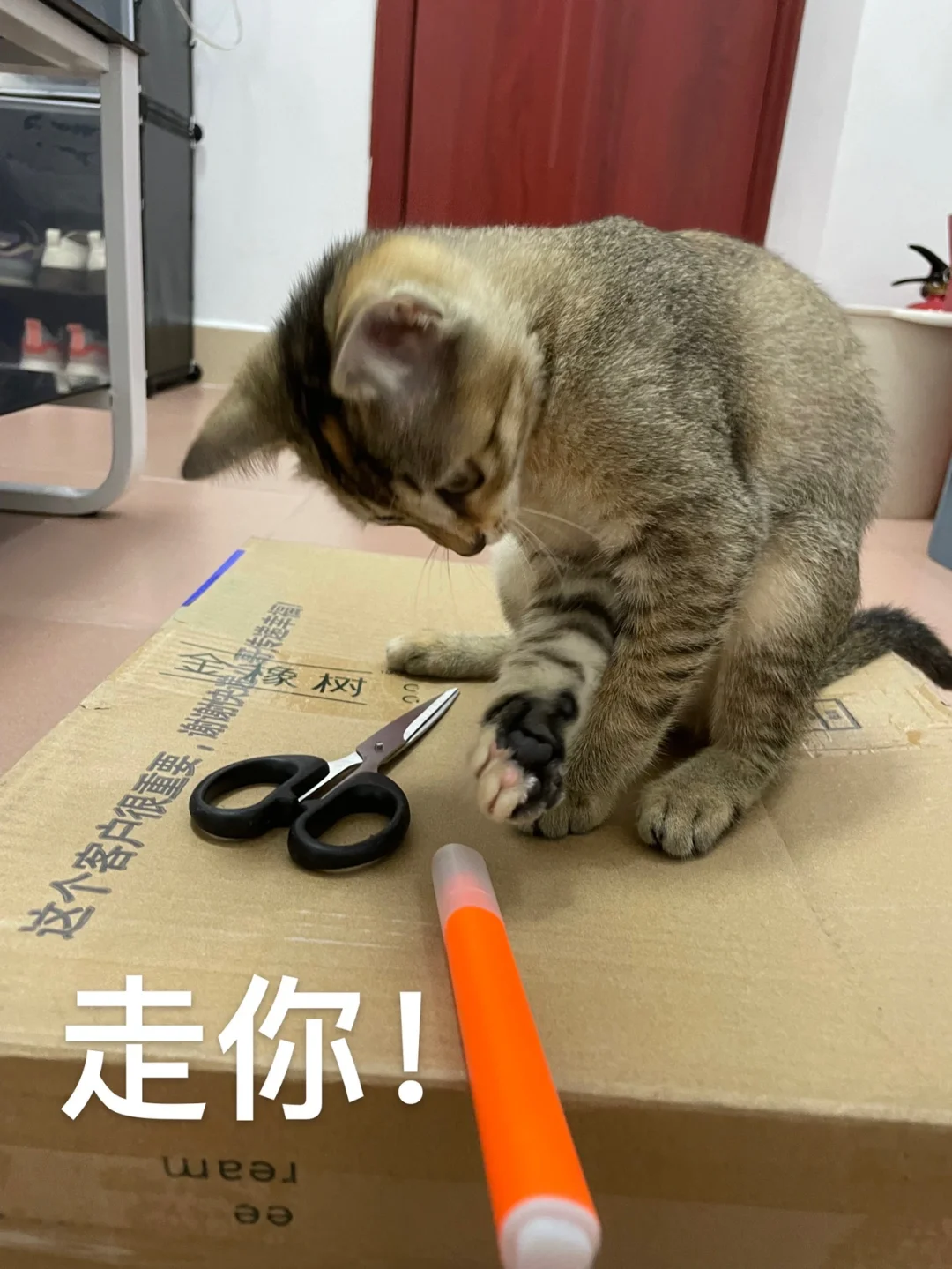 猫咪霸占电脑_小猫霸占手机游戏视频_小猫霸占手机游戏