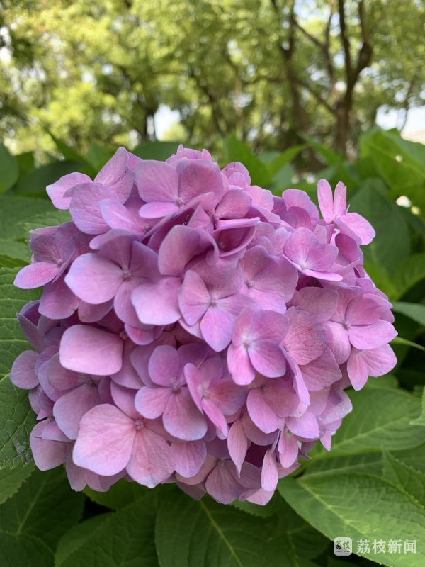 百花エミリ_百花エミリ中文_百花100