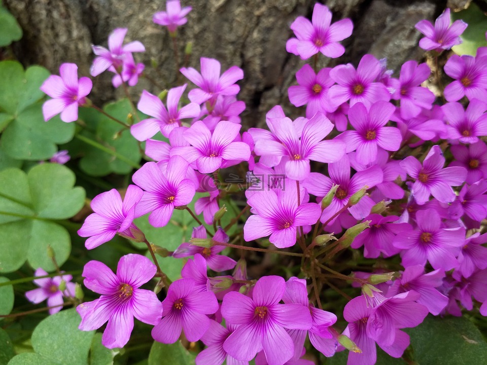 百花エミリ中文_百花エミリ_百花100