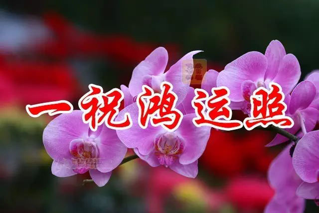 竹千代是谁_竹千代_竹千代是德川家康吗