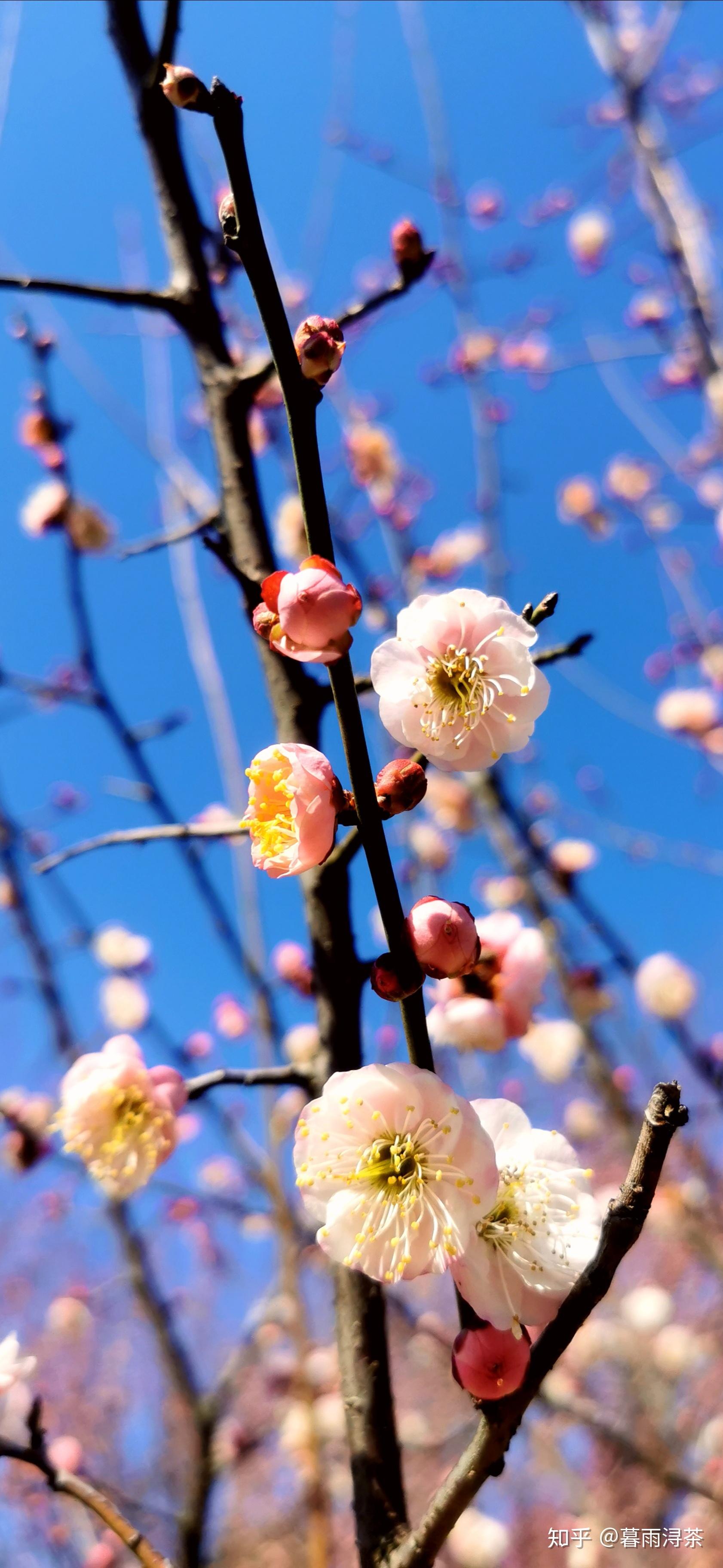 小花仙伊瞳淑馨_伊瞳_瞳伊伊