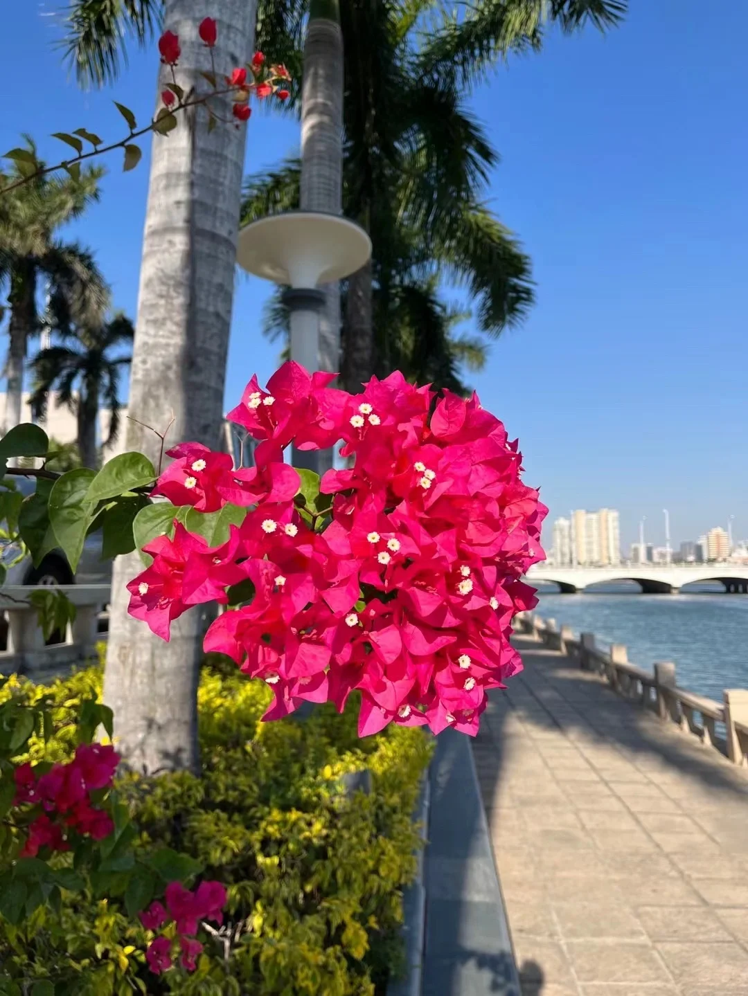 夭夭_桃之妖妖的夭夭_仙界传说之桃夭夭txt