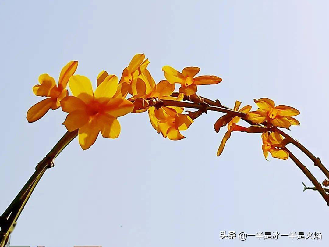 月夜忆舍弟唐杜甫_4月12_月饼