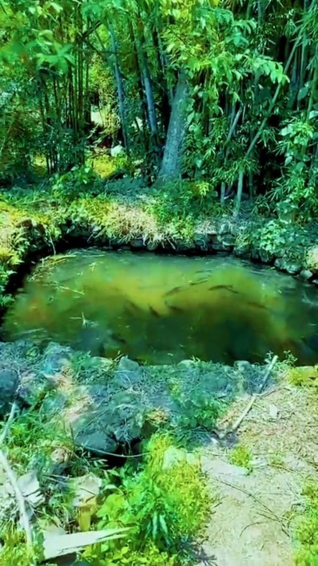 养鱼钓鱼手机游戏_钓鱼养成游戏_钓鱼养鱼手机游戏怎么玩