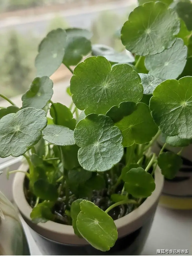 苹果探索手机游戏怎么关闭_苹果探索手机游戏怎么设置_探索游戏手机苹果