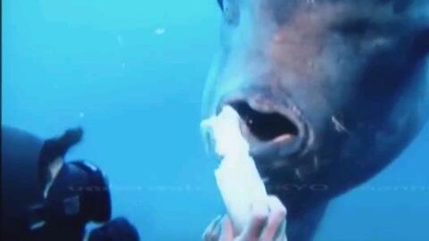 鱿鱼视频在线观看免费下载,鱿鱼视频——在线观看免费下载,畅享海量影视资源(图5) 鱿鱼视频在线观看免费下载,鱿鱼视频——在线观看免费下载,畅享海量影视资源(图5)