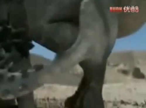 硬甲龙,游戏王中的神秘怪兽卡(图5) 硬甲龙,游戏王中的神秘怪兽卡(图5)