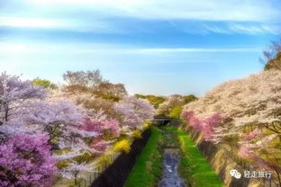 樱花祭,春天的浪漫盛宴(图1)