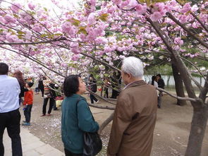 樱花祭,春天的浪漫盛宴(图3)