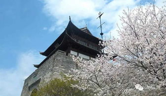 樱花祭,春天的浪漫盛宴(图4)