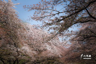 樱花祭,春天的浪漫盛宴(图6)