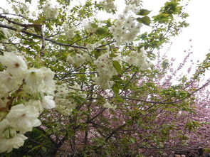 樱花祭,春天的浪漫盛宴(图8)