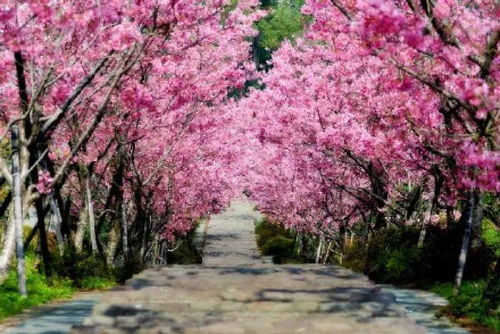 樱花祭,春天的浪漫盛宴(图10)