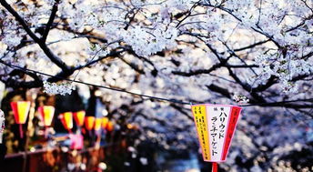 樱花祭,春天的浪漫盛宴(图11)