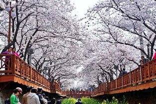 樱花祭,春天的浪漫盛宴(图12)