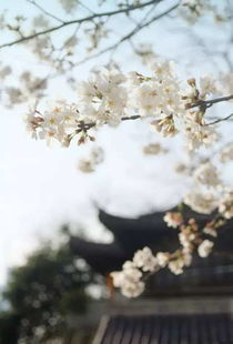 樱花祭,春天的浪漫盛宴(图13)