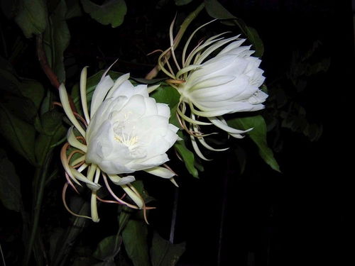 忧昙花,忧昙花的神秘与美丽(图1) 忧昙花,忧昙花的神秘与美丽(图1)