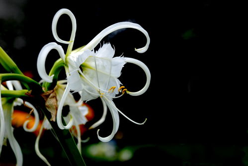 忧昙花,忧昙花的神秘与美丽(图2) 忧昙花,忧昙花的神秘与美丽(图2)