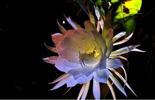 忧昙花,忧昙花的神秘与美丽(图4) 忧昙花,忧昙花的神秘与美丽(图4)