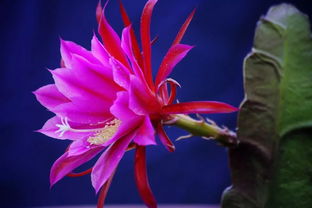 忧昙花,忧昙花的神秘与美丽(图5) 忧昙花,忧昙花的神秘与美丽(图5)