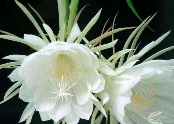 忧昙花,忧昙花的神秘与美丽(图6) 忧昙花,忧昙花的神秘与美丽(图6)