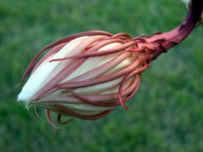 忧昙花,忧昙花的神秘与美丽(图7) 忧昙花,忧昙花的神秘与美丽(图7)