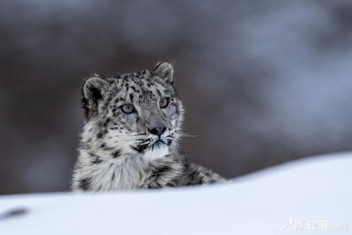 雪豹是什么意思梗,网络热词背后的文化现象(图1) 雪豹是什么意思梗,网络热词背后的文化现象(图1)