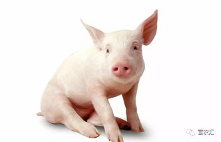 资源猪,传承与创新中的农业瑰宝(图9) 资源猪,传承与创新中的农业瑰宝(图9)