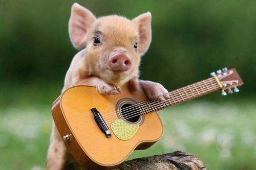 资源猪,传承与创新中的农业瑰宝(图10) 资源猪,传承与创新中的农业瑰宝(图10)