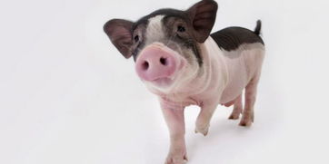 资源猪,传承与创新中的农业瑰宝(图4) 资源猪,传承与创新中的农业瑰宝(图4)