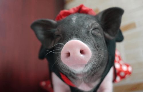 资源猪,传承与创新中的农业瑰宝(图6) 资源猪,传承与创新中的农业瑰宝(图6)