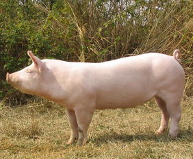 资源猪,传承与创新中的农业瑰宝(图7) 资源猪,传承与创新中的农业瑰宝(图7)