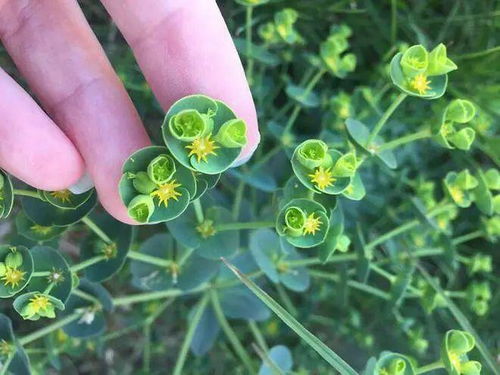 植物的秘密,揭开大自然的神奇面纱(图4) 植物的秘密,揭开大自然的神奇面纱(图4)