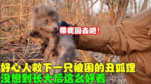 小狐狸怎么退出,小狐狸钱包退出指南(图1)