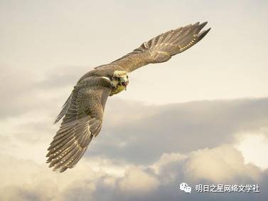 雄鹰自由,雄鹰自由的天空，生命的极致绽放(图1)