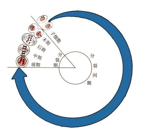 分裂细胞6自动瞄准,轻松提升射击精准度(图3)