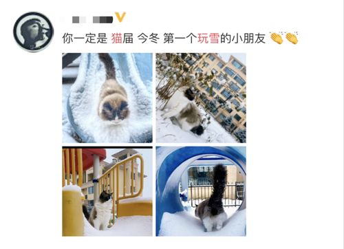 雪猫游戏,闆是什么字(图6)