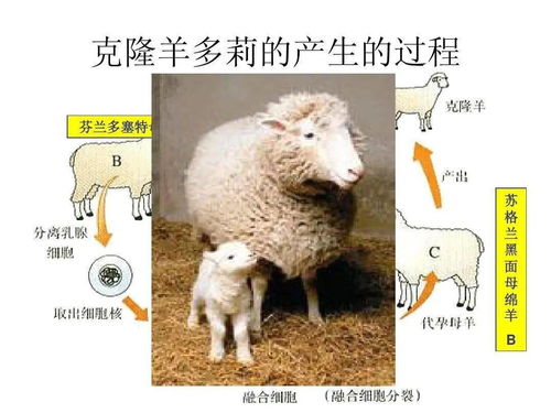 电子女孩2 (图3) 电子女孩2 (图3)