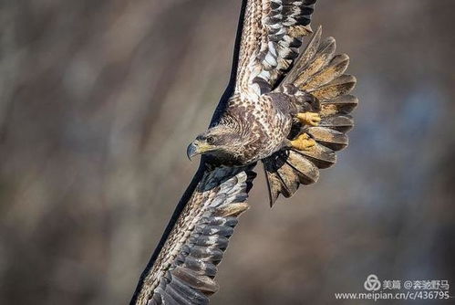 寻鹰记游戏,游戏背景(图3)