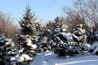南山雪(图3) 南山雪(图3)