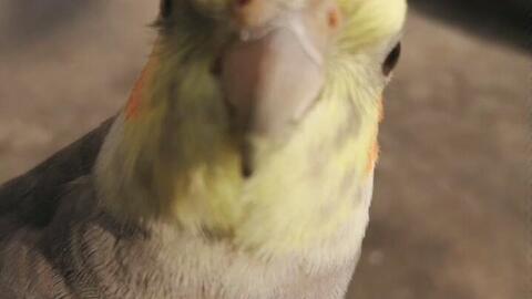 玄凤游戏,神秘神兽的养成之旅(图1) 玄凤游戏,神秘神兽的养成之旅(图1)