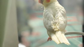 玄凤游戏,神秘神兽的养成之旅(图2) 玄凤游戏,神秘神兽的养成之旅(图2)