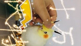 玄凤游戏,神秘神兽的养成之旅(图3) 玄凤游戏,神秘神兽的养成之旅(图3)