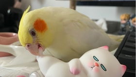 玄凤游戏,神秘神兽的养成之旅(图4) 玄凤游戏,神秘神兽的养成之旅(图4)