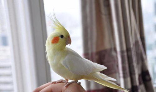 玄凤游戏,神秘神兽的养成之旅(图5) 玄凤游戏,神秘神兽的养成之旅(图5)