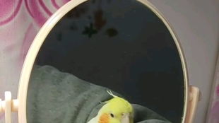 玄凤游戏,神秘神兽的养成之旅(图6) 玄凤游戏,神秘神兽的养成之旅(图6)