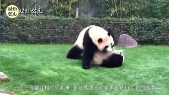 熊猫打游戏,指尖上的英雄梦(图2) 熊猫打游戏,指尖上的英雄梦(图2)