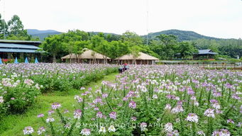 游戏的花海,探索虚拟世界的花海奇遇(图3)