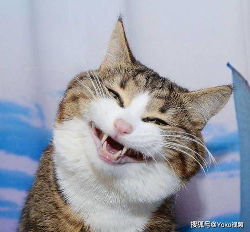 抖猫猫游戏,挑战你的极限！(图3)