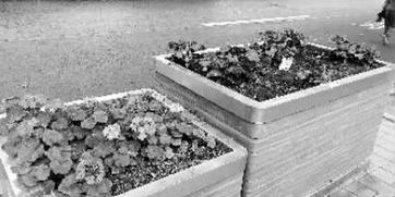 挖花坛游戏,体验田园生活的乐趣与挑战(图1) 挖花坛游戏,体验田园生活的乐趣与挑战(图1)